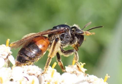 Andrena sp.